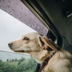 Earth Day and National Pet Adoption Day